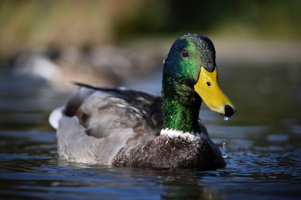 Nikon Z50II Mirrorless Camera Two Lens Kit Black-15